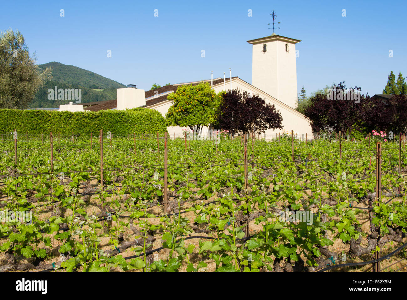 Robert Mondavi Winery, Napa Valley, California Stock Photo