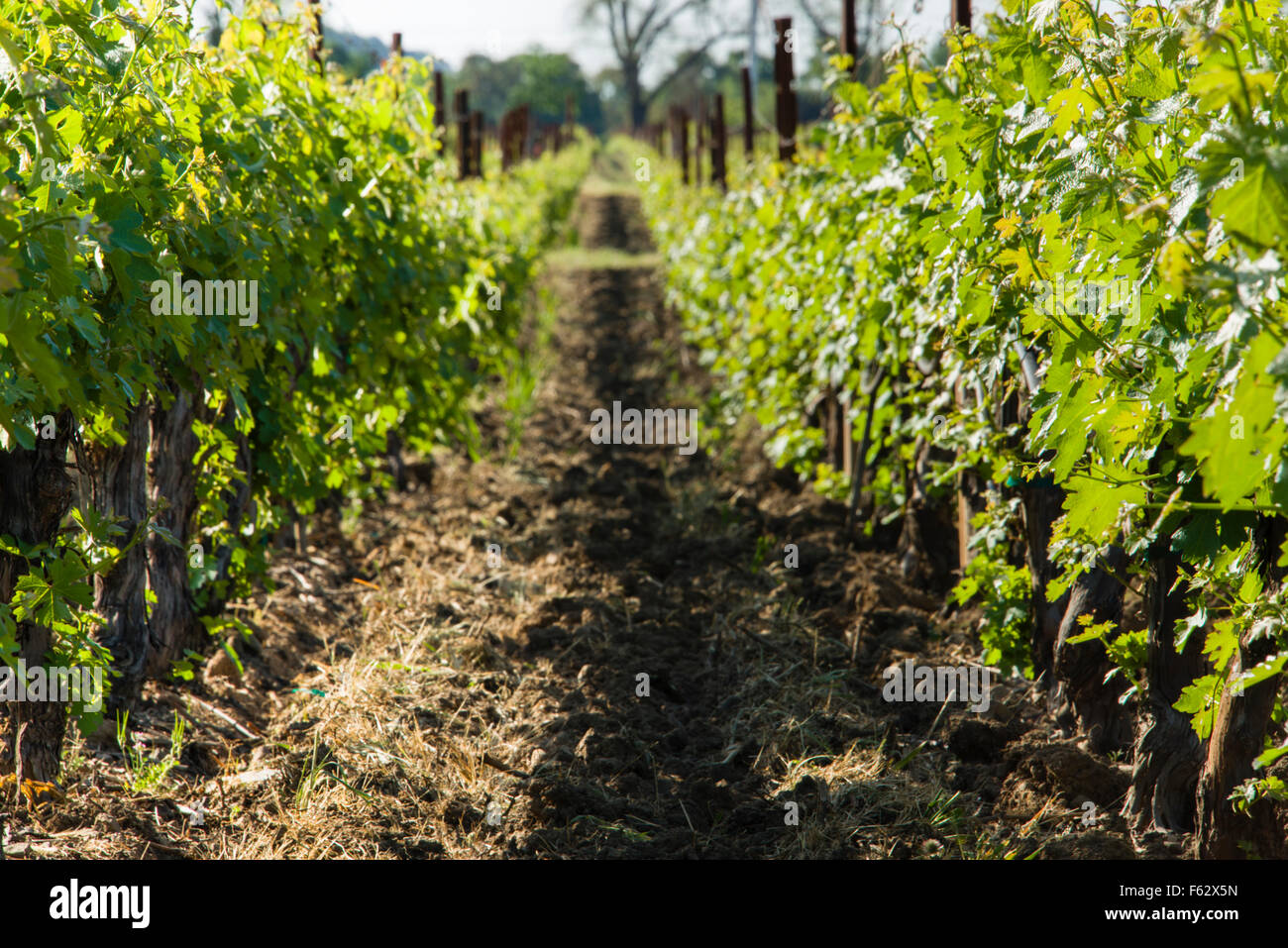 Grapevines at Robert Mondavi Winery, Napa Valley, California Stock Photo