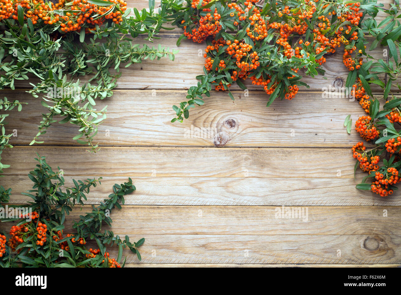 Christmas background with framed Pyracantha coccinea Stock Photo