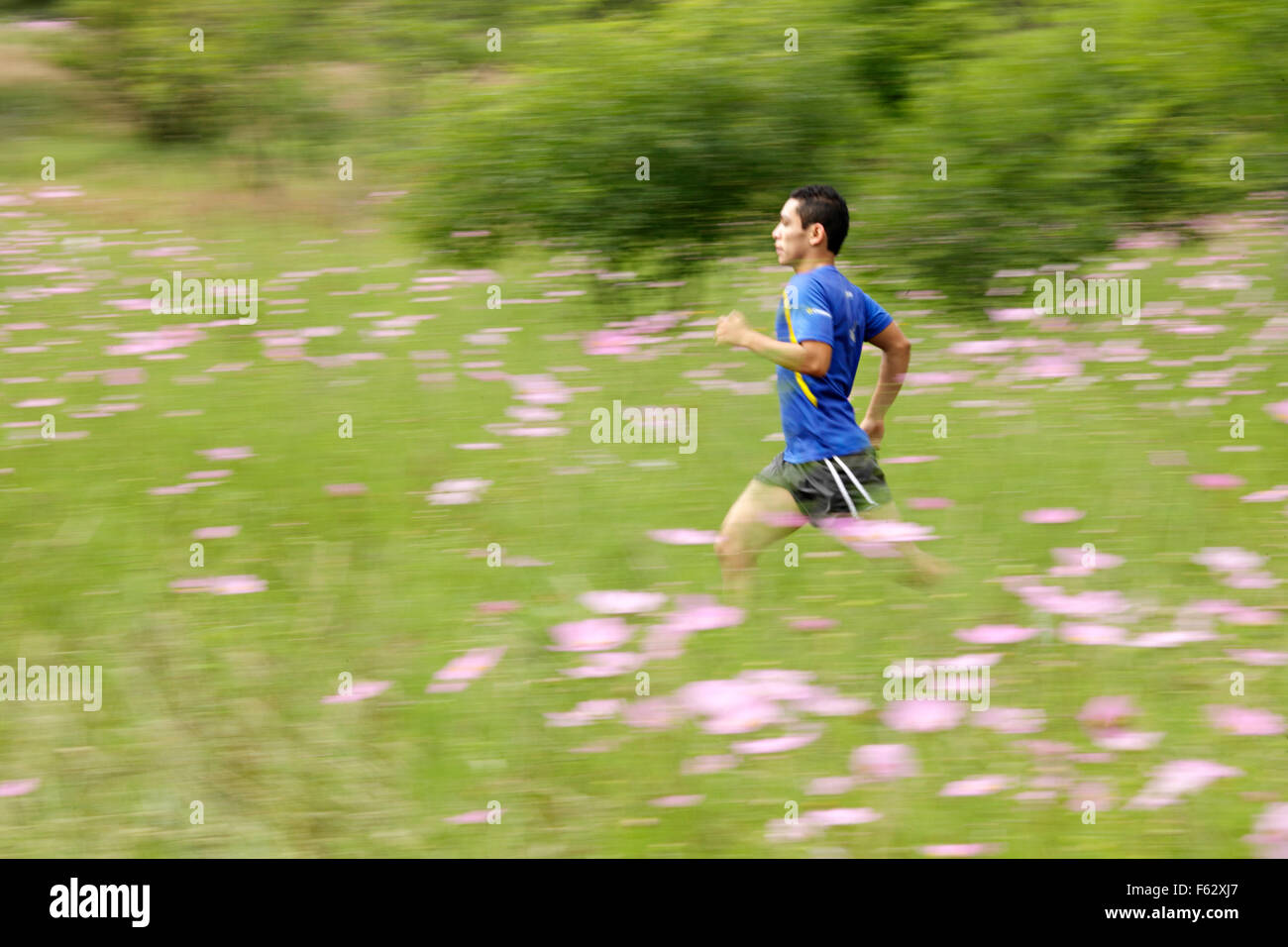 Male trail runner runs through a field of cosmos wildflowers in the Parque Ecologico of Morelia, Michoacan, Mexico. Stock Photo
