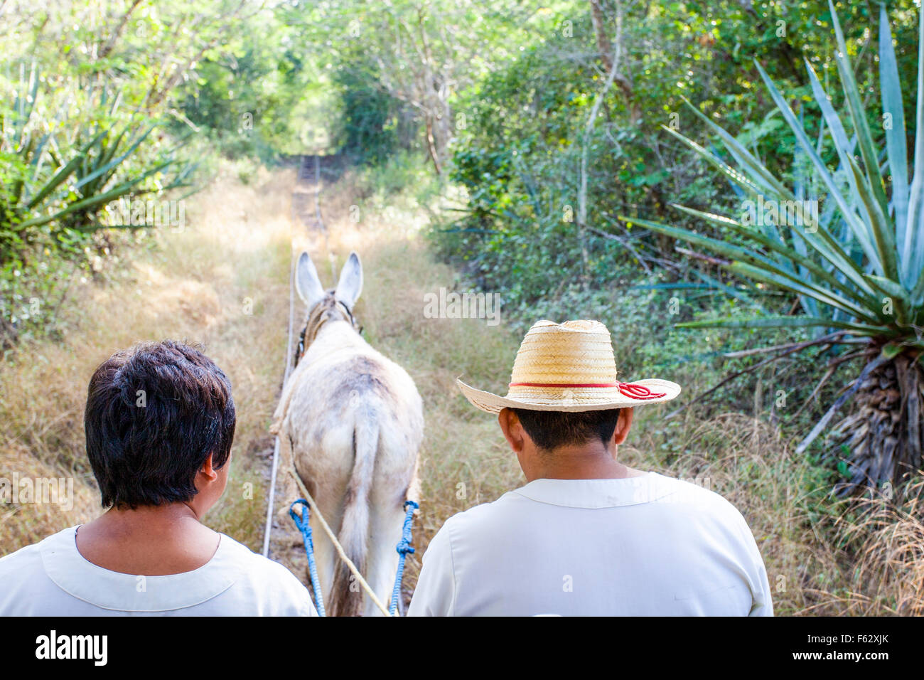 Ride to the cenote the old fashioned way at the Temozon Hacienda in Yucatan, Mexico. Stock Photo