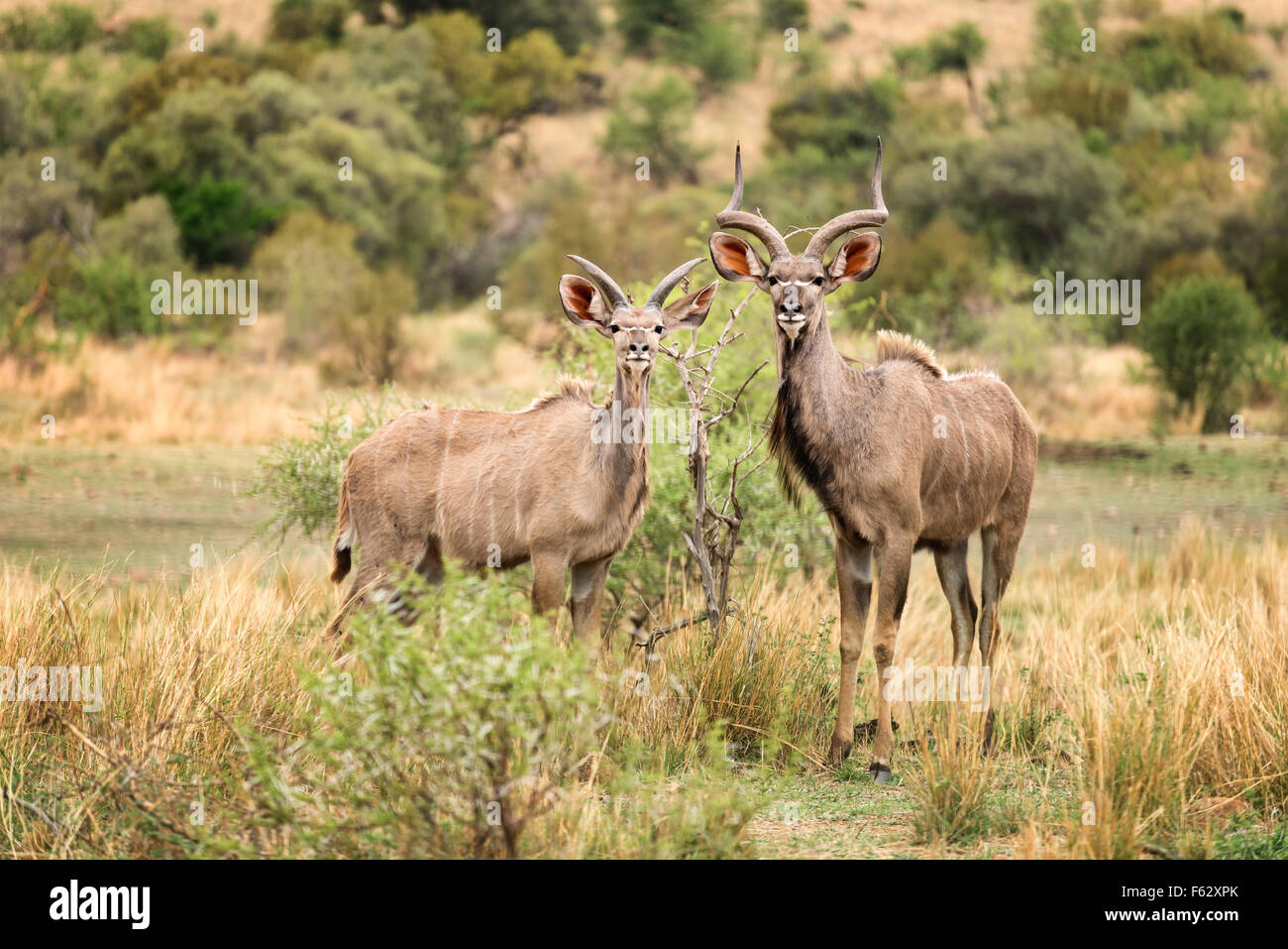 Kudu Stock Photo