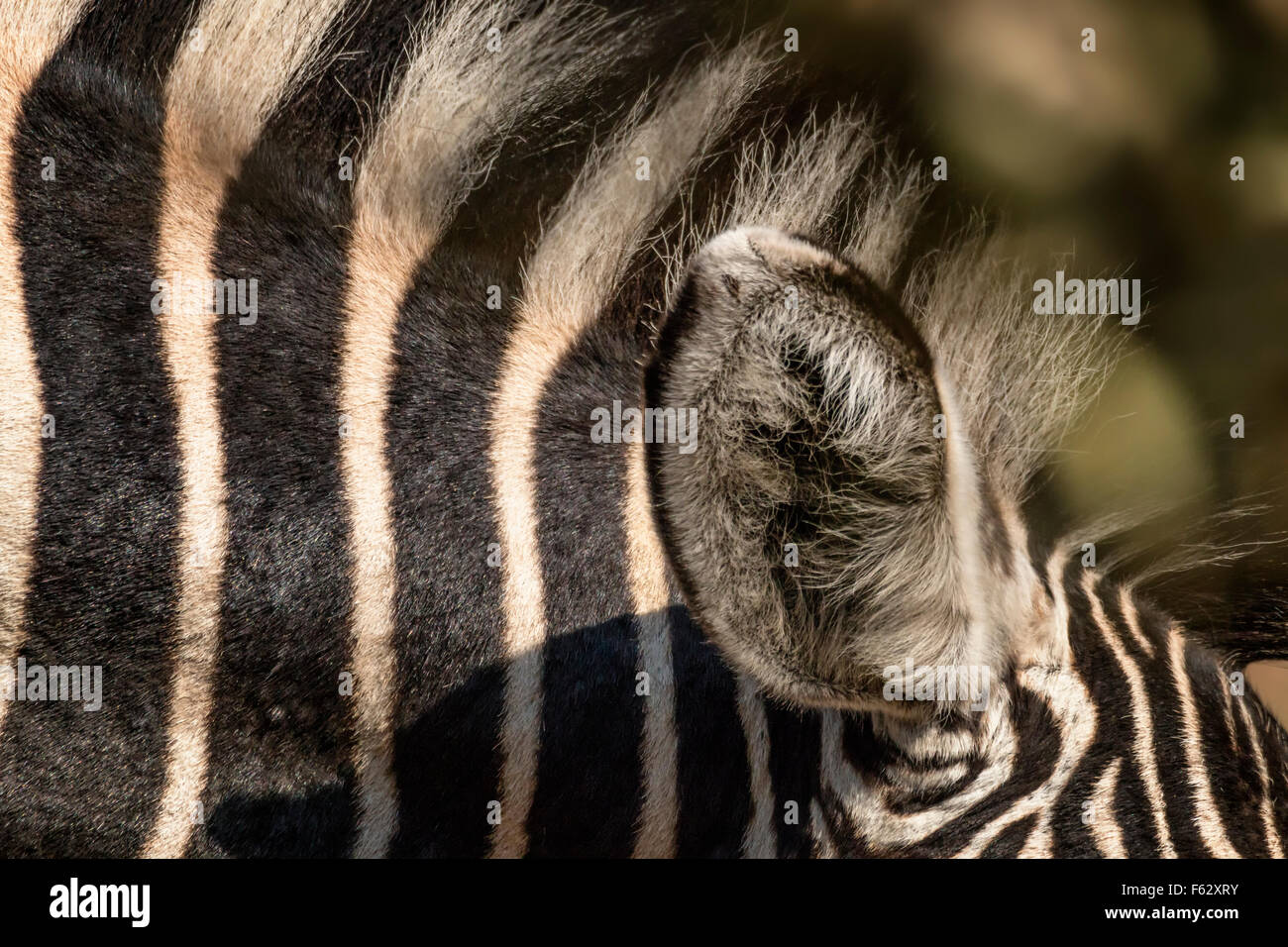 Zebra ear hires stock photography and images Alamy
