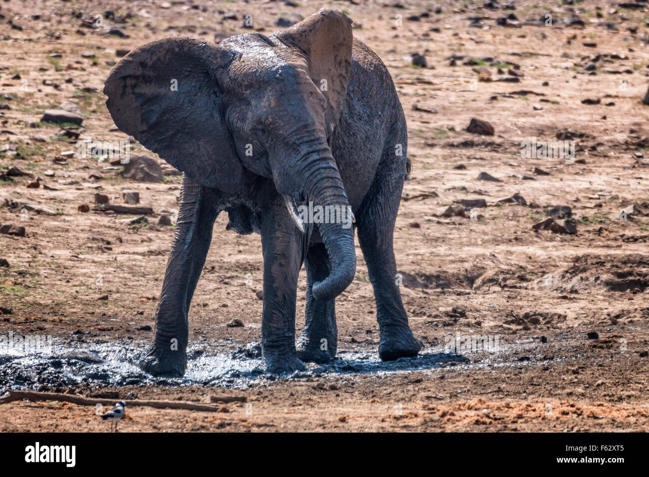 Elephant spraying mud Stock Photo Alamy