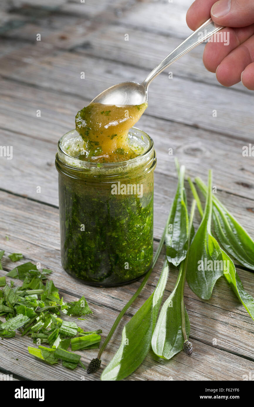 English Plantain, Ribwort, honey, Honig, Spitz-Wegerich, Spitzwegerich, Hustensaft, Hustensirup, Plantago lanceolata Stock Photo