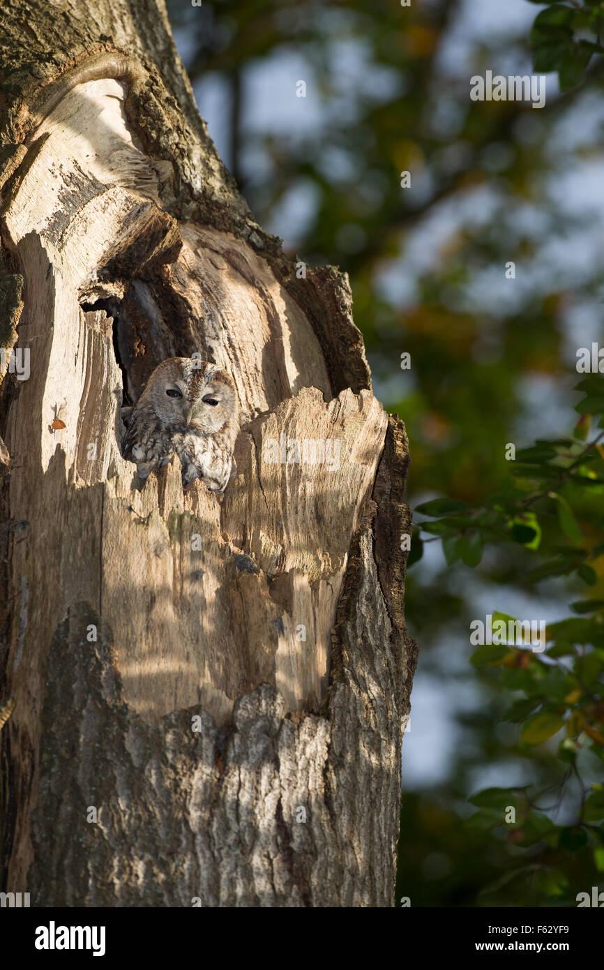 Tawny owl, Waldkauz, ruht am Tage in einer Baumhöhle, Strix aluco, Wald-Kauz, Kauz, Käuzchen Stock Photo