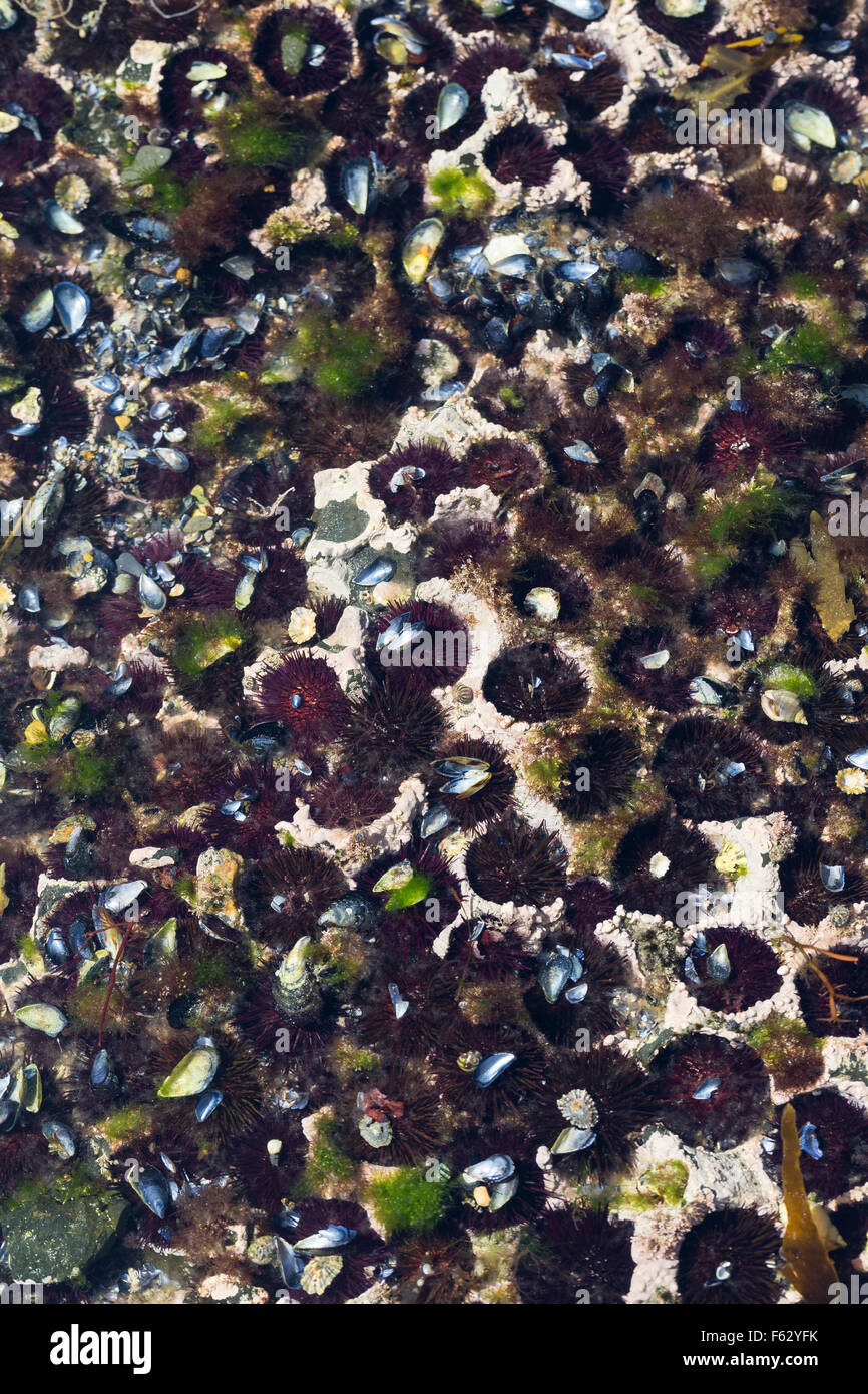 Purple sea urchin, rock sea urchin, Steinseeigel, Stein-Seeigel, Paracentrotus lividus, Strongylocentrotus lividus Stock Photo