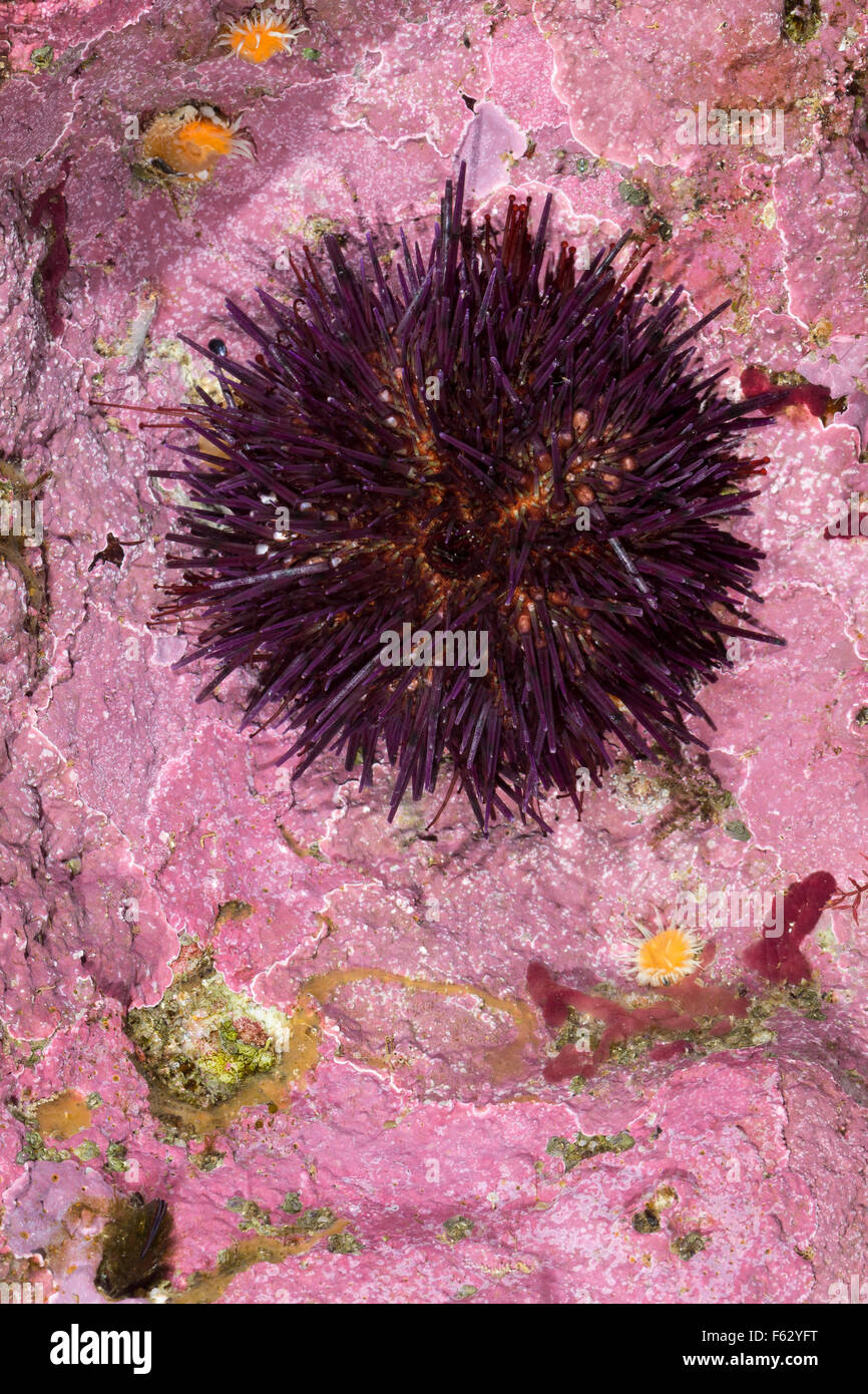 Purple sea urchin, rock sea urchin, Steinseeigel, Stein-Seeigel, Paracentrotus lividus, Strongylocentrotus lividus Stock Photo