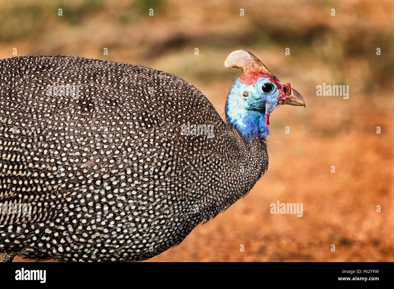 Guinea Fowl Stock Photos and Pictures - 10,089 Images