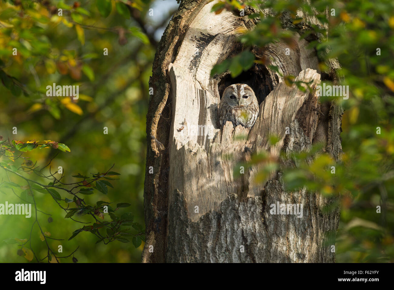 Tawny owl, Waldkauz, ruht am Tage in einer Baumhöhle, Strix aluco, Wald-Kauz, Kauz, Käuzchen Stock Photo