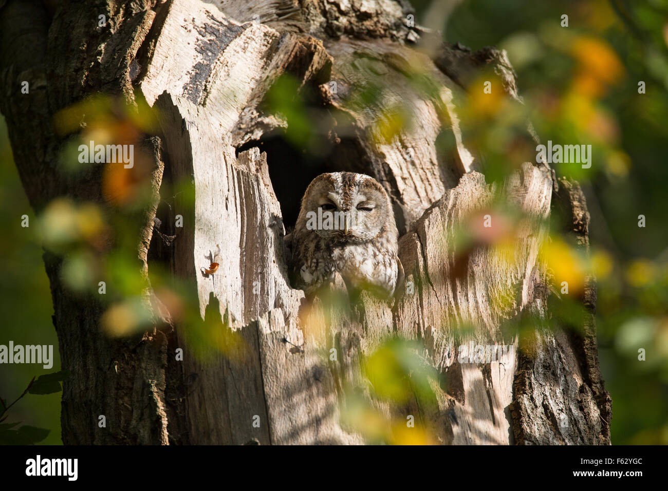 Tawny owl, Waldkauz, ruht am Tage in einer Baumhöhle, Strix aluco, Wald-Kauz, Kauz, Käuzchen Stock Photo