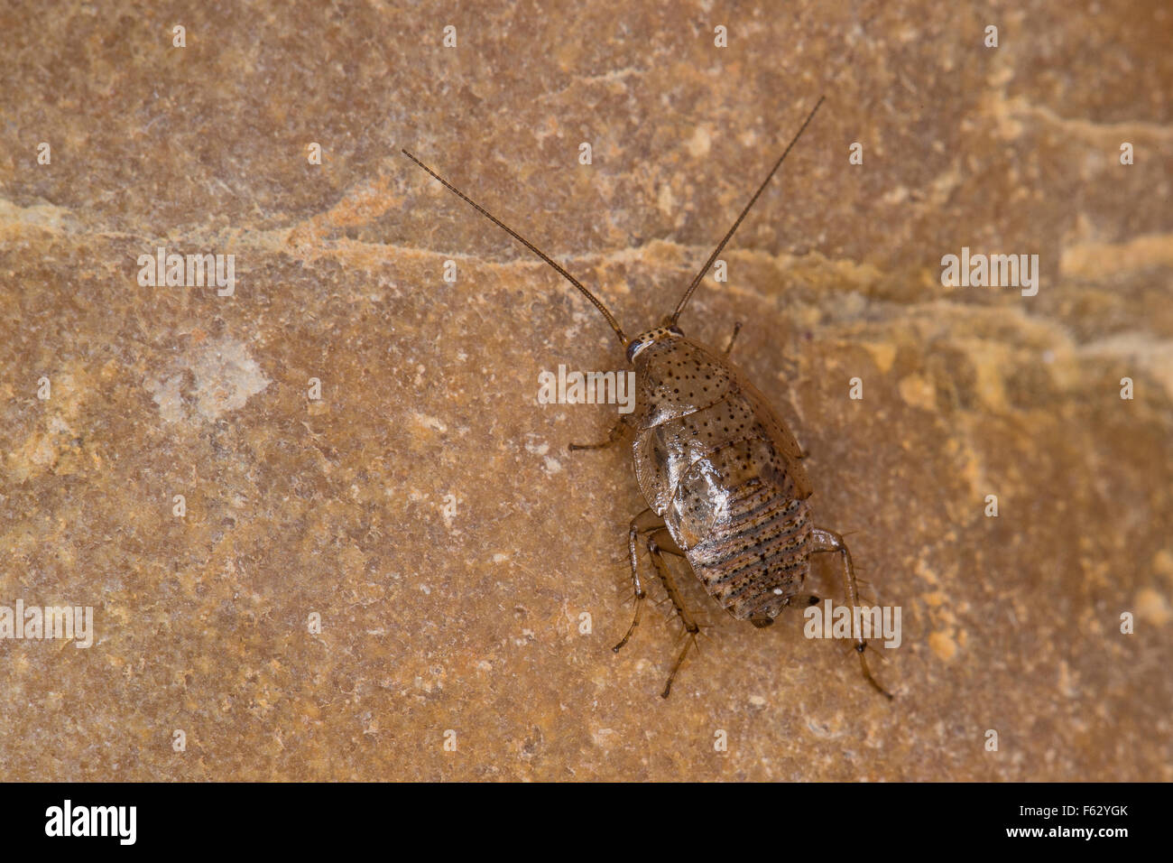 Spotted Mediterranean Cockroach, ectobid cockroach, Waldschabe, Ectobius pallidus, Ectobius lividus, Ectobius livens Stock Photo