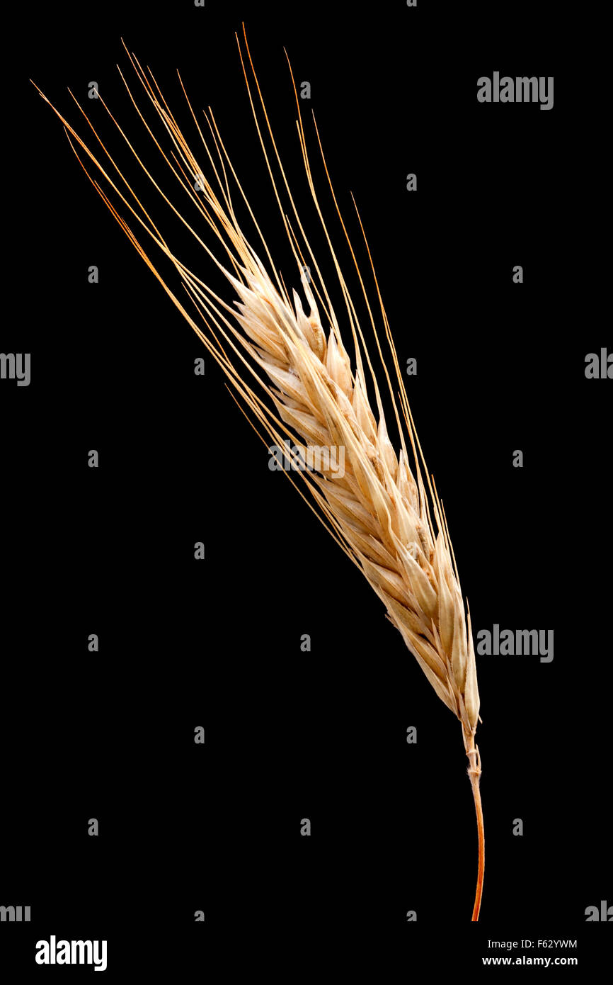 Ear of wheat close up hi-res stock photography and images - Alamy