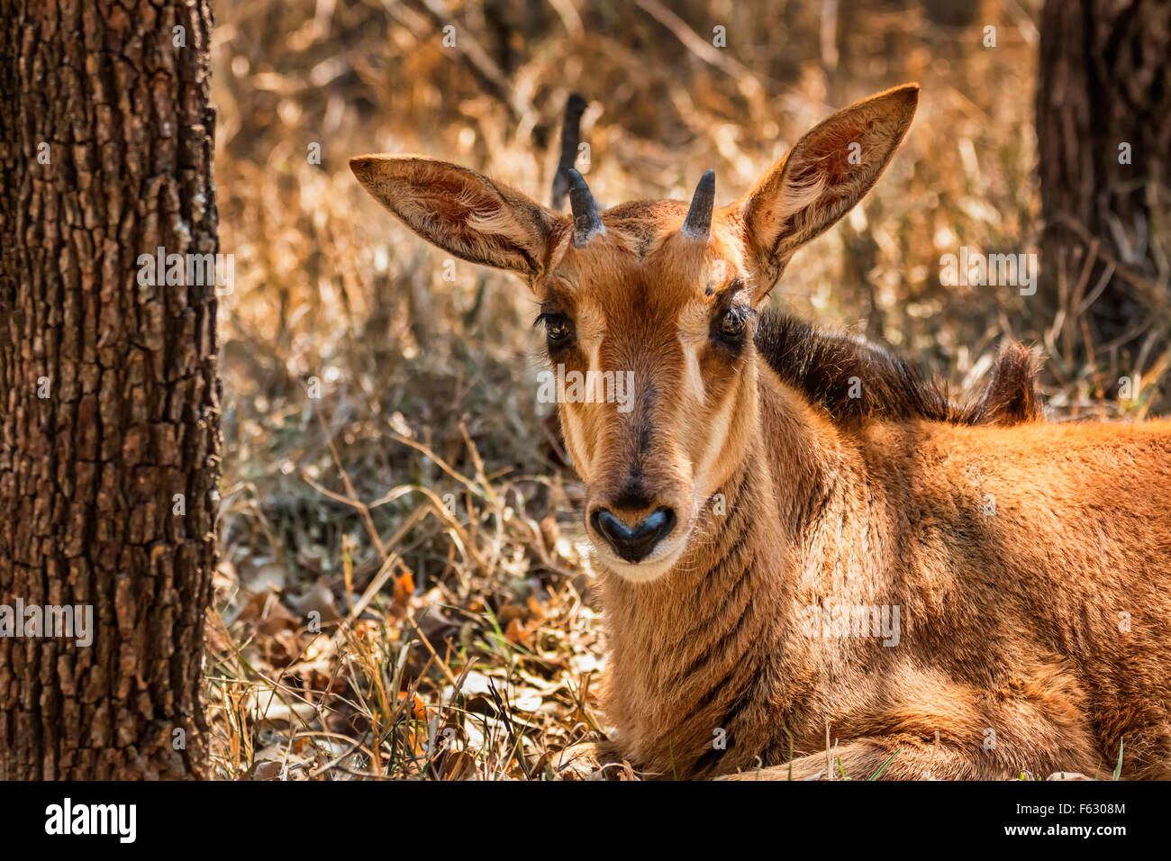 Black Impala Stock Photo