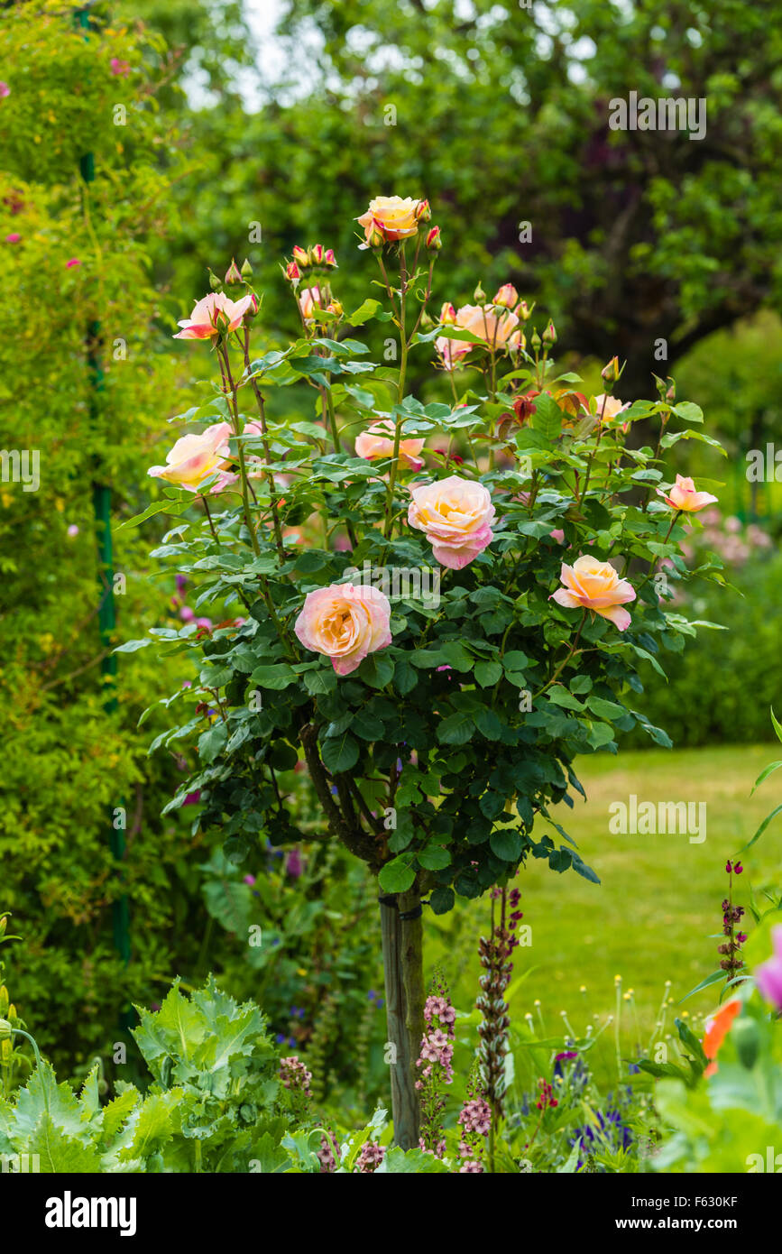 Bush of beautiful roses in a garden. Vertical shot Stock Photo - Alamy