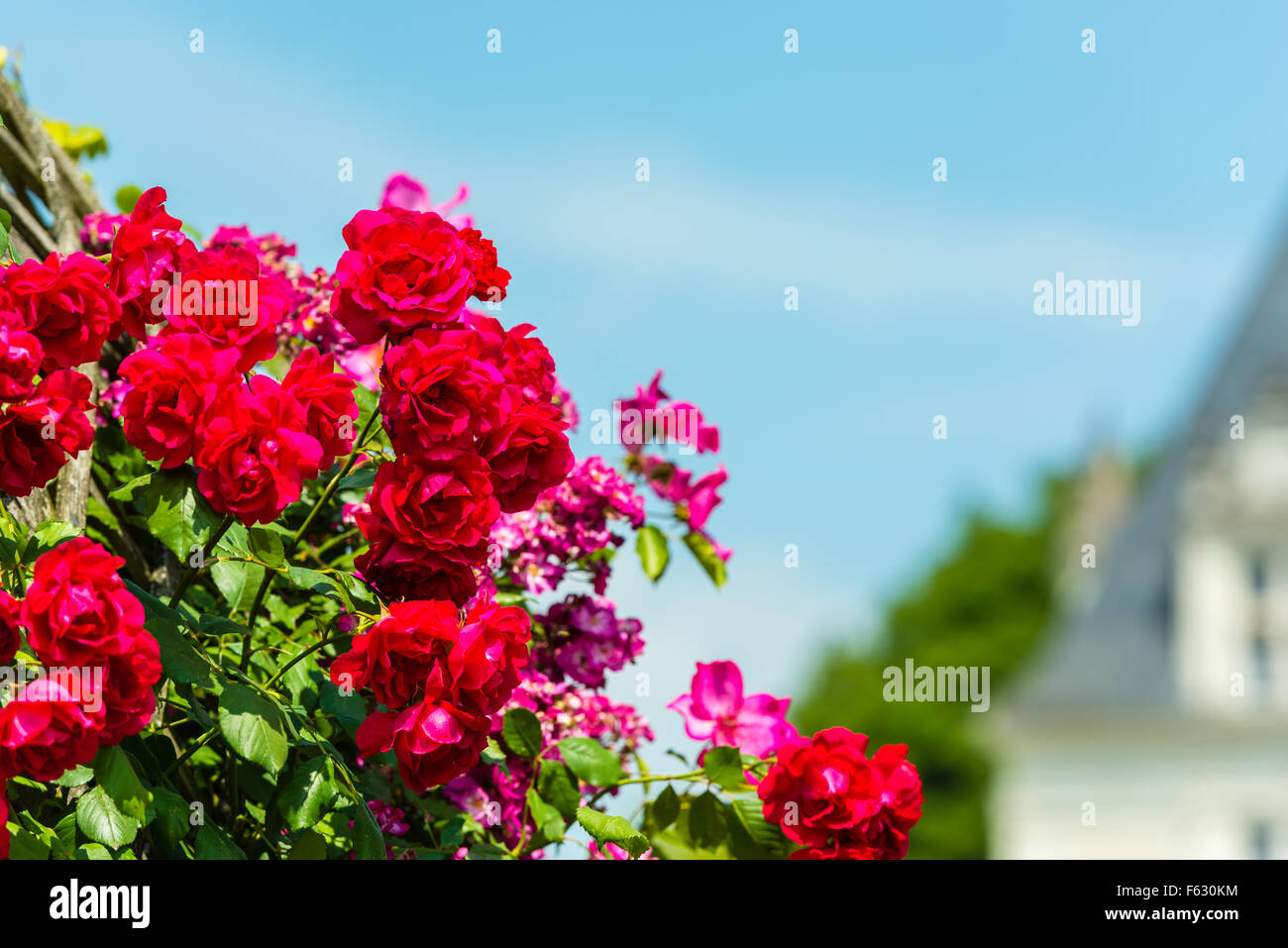 French Roses Background Bush of beautiful roses in a french garden. Horizontal shot Stock Photo ...