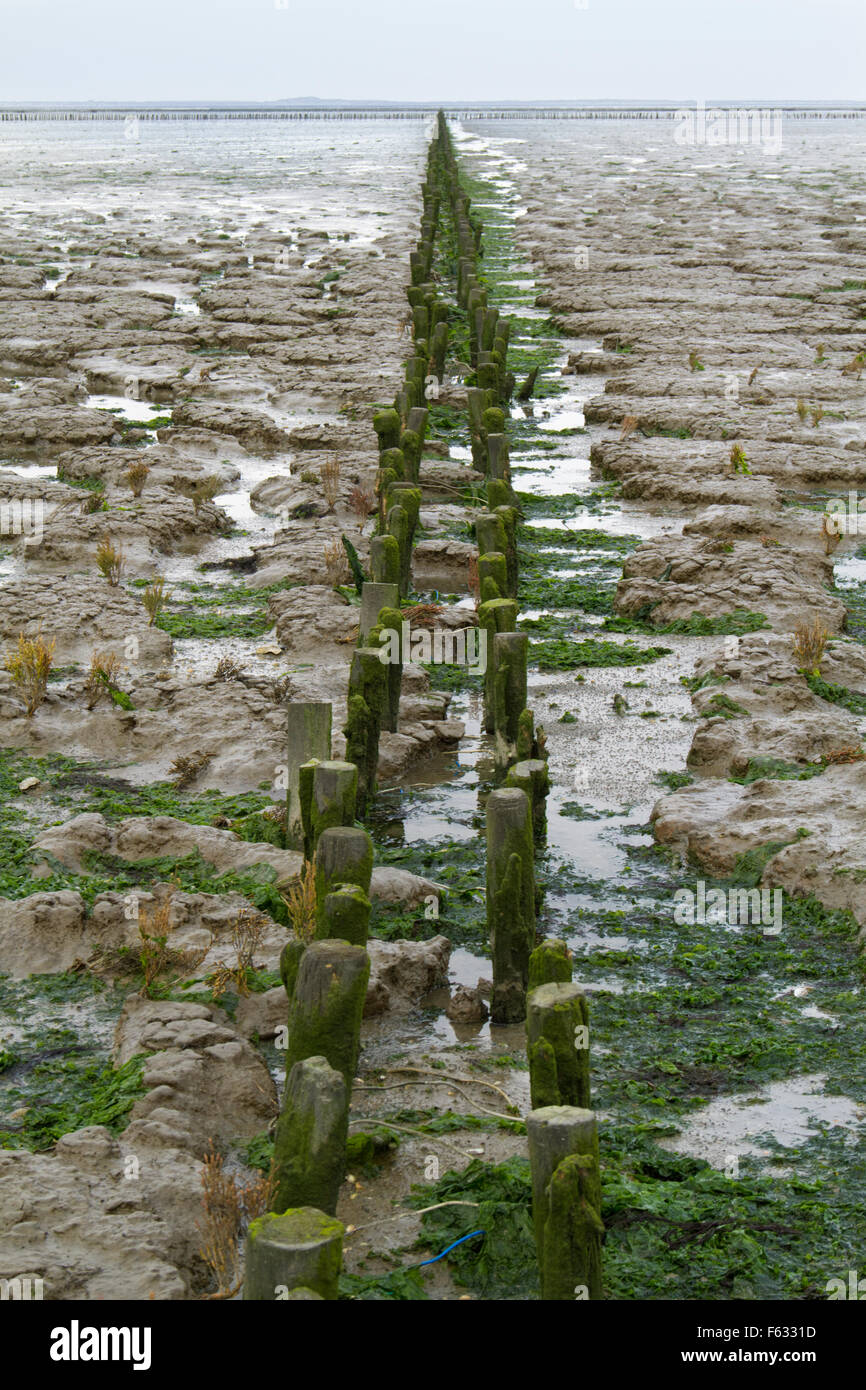 Land reclamation on a mudflat in the Netherlands Stock Photo