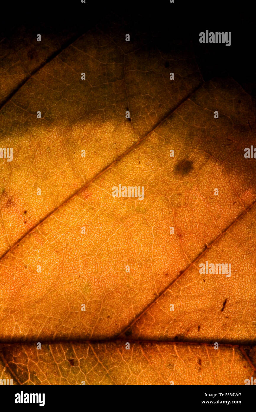 background macro close up abstract of a yellow red leaf and his veins ...