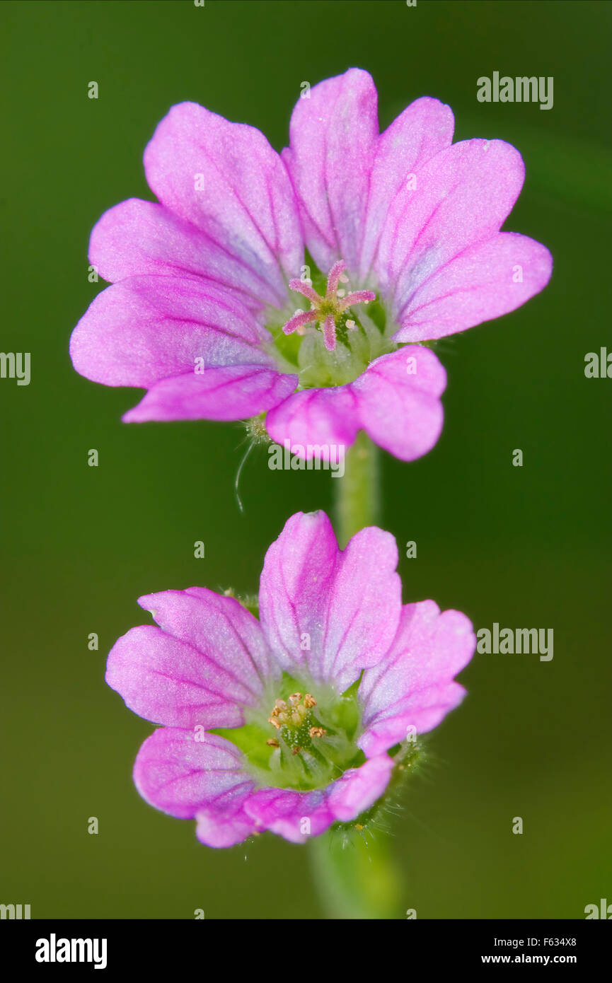 macro close of  a violet pink lavatera arborea malvacee in green background Stock Photo