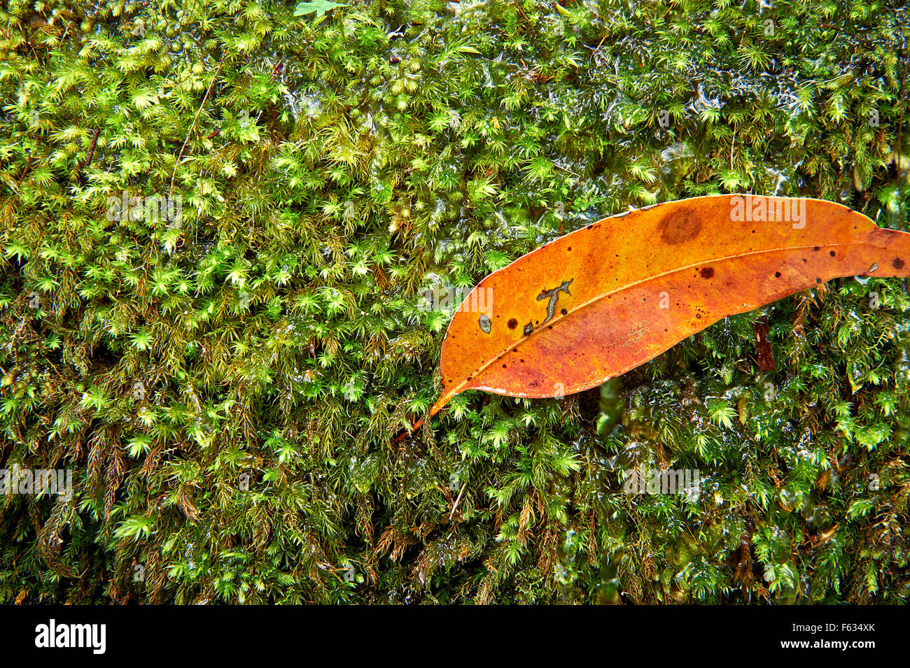 Moss covered log in a rainforest with a fallen leaf Stock Photo - Alamy