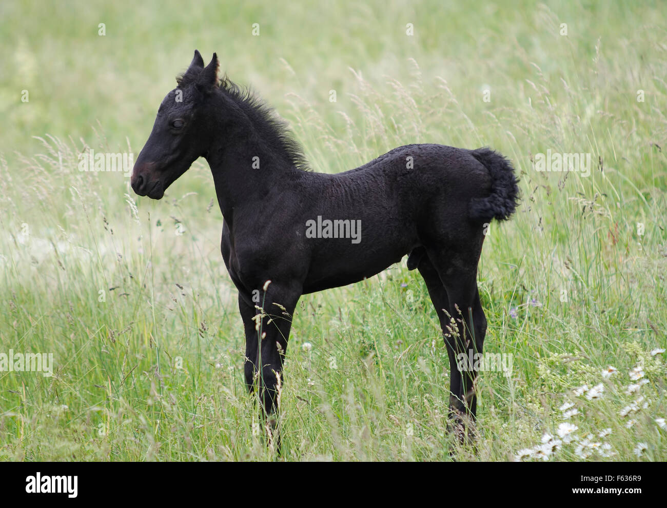 Black colt on the meadow Stock Photo