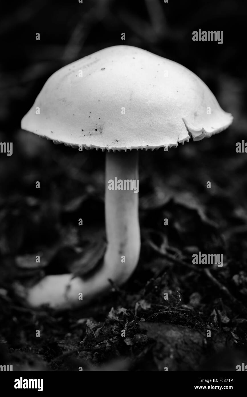 Little white mushroom Stock Photo