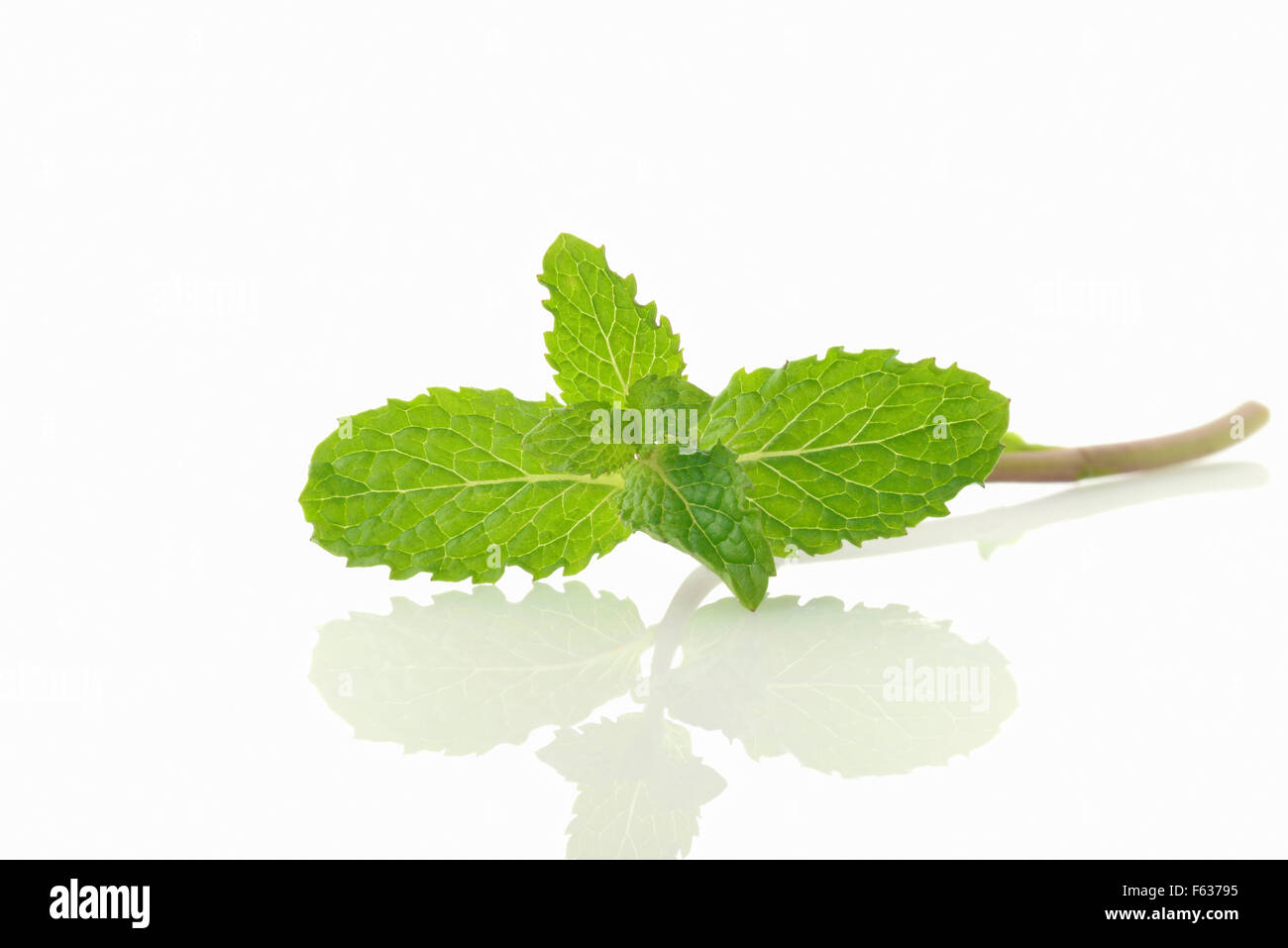 Fresh Green Mint Leaf over White Background Stock Photo