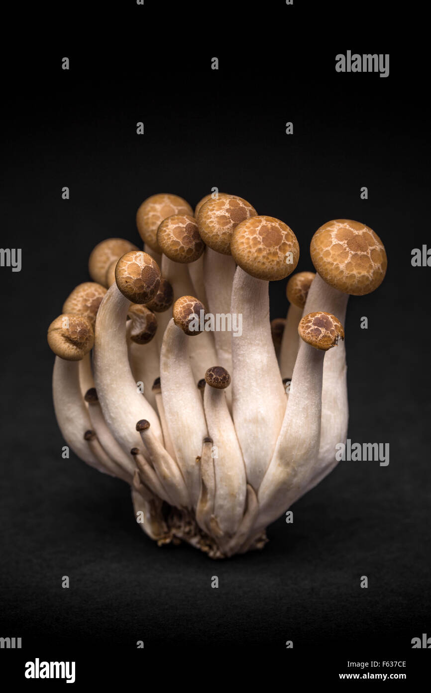 Shimeji, edible fungus on black background Stock Photo
