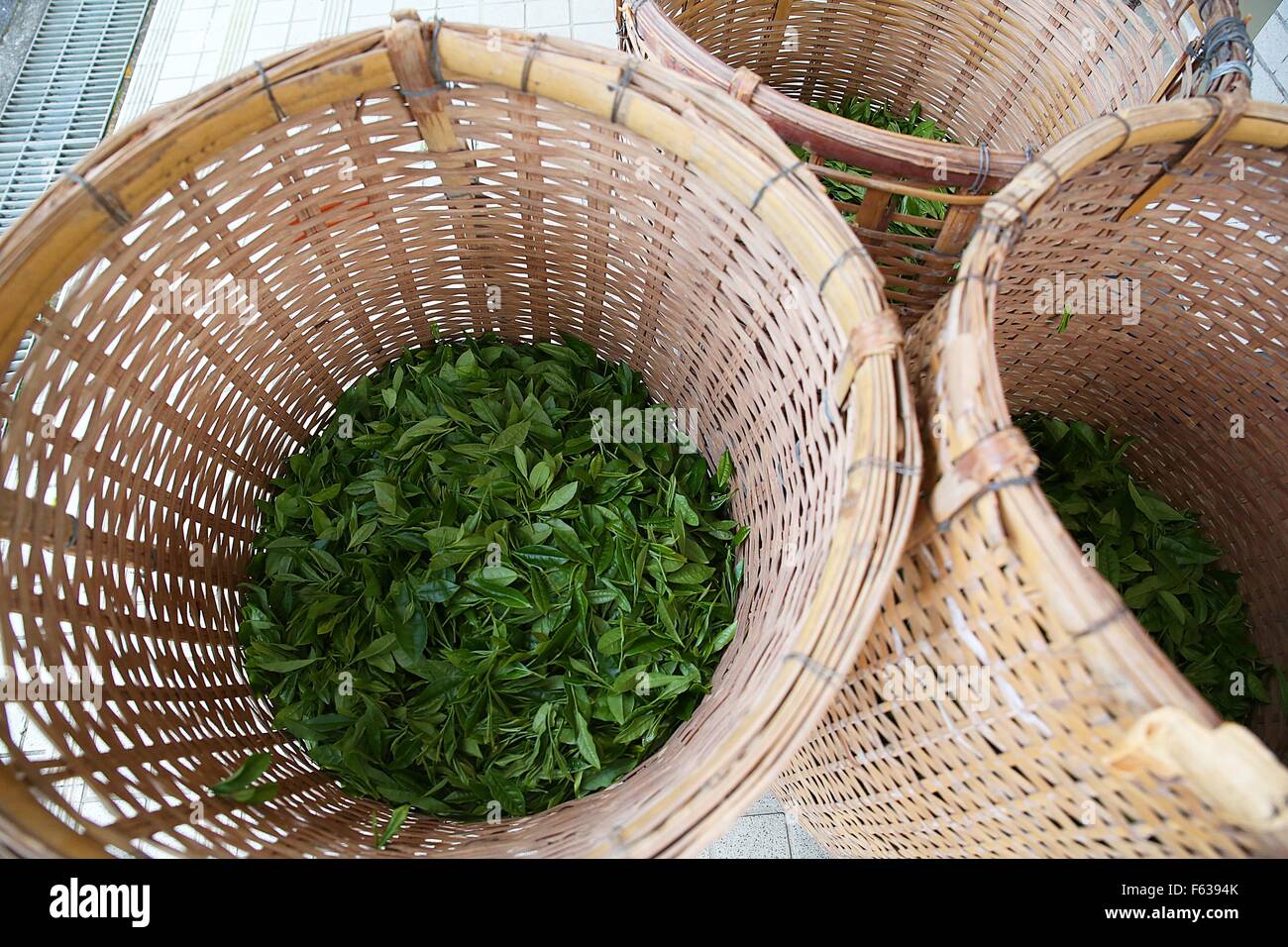 Baskets of freshly harvested green tea leaves during the spring harvest