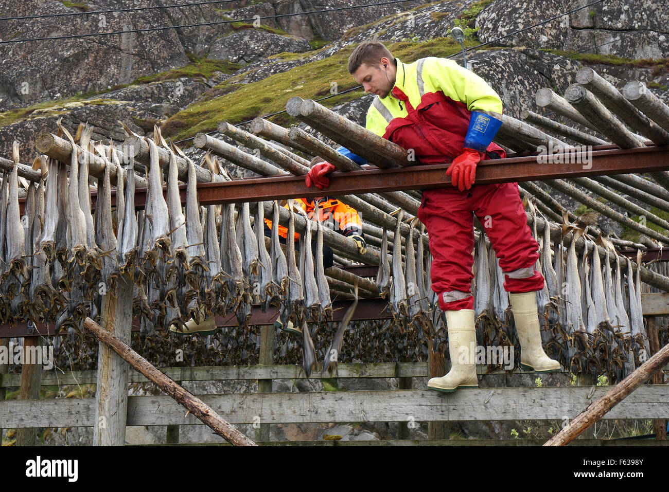 Stockfish harvest, Vestvagøya, Lofoten Islands, Norway. Stock Photo
