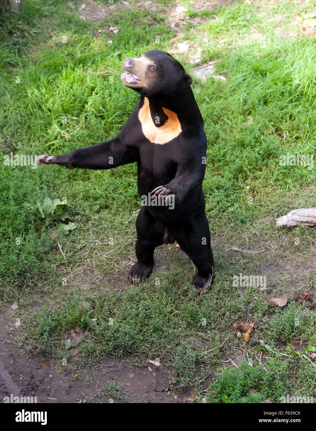 A  sun bear (Helarctos malayanus), standing up on it hind legs at Rare Species Conservation Centre, Sandwich, Kent Stock Photo