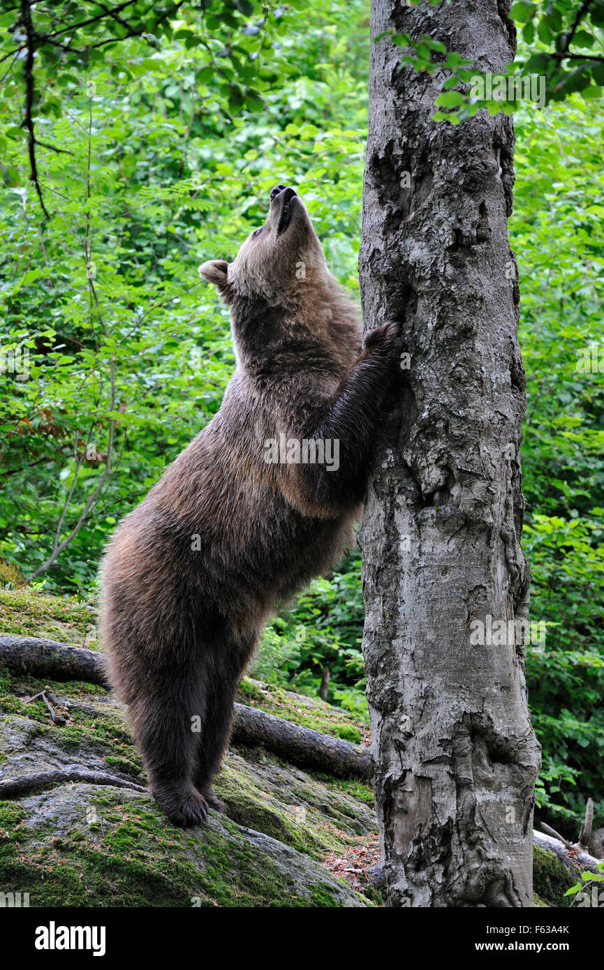 European Brown bear (Ursus arctos) preparing to climb tree in forest / sharpening claws on tree trunk Stock Photo