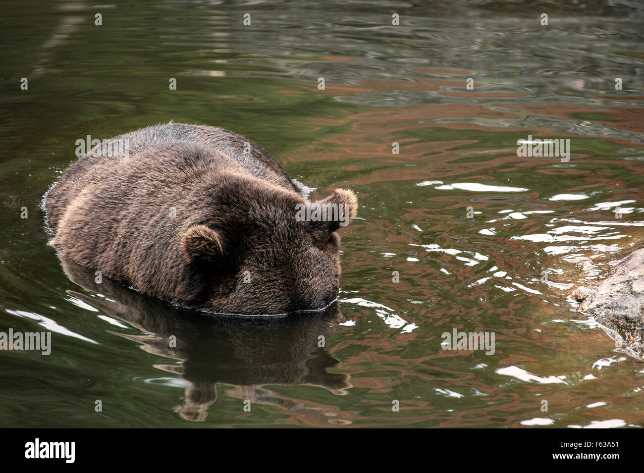 Brown bear (Ursus arctos arctos) with head submerged looking underwater for fish in pond Stock Photo