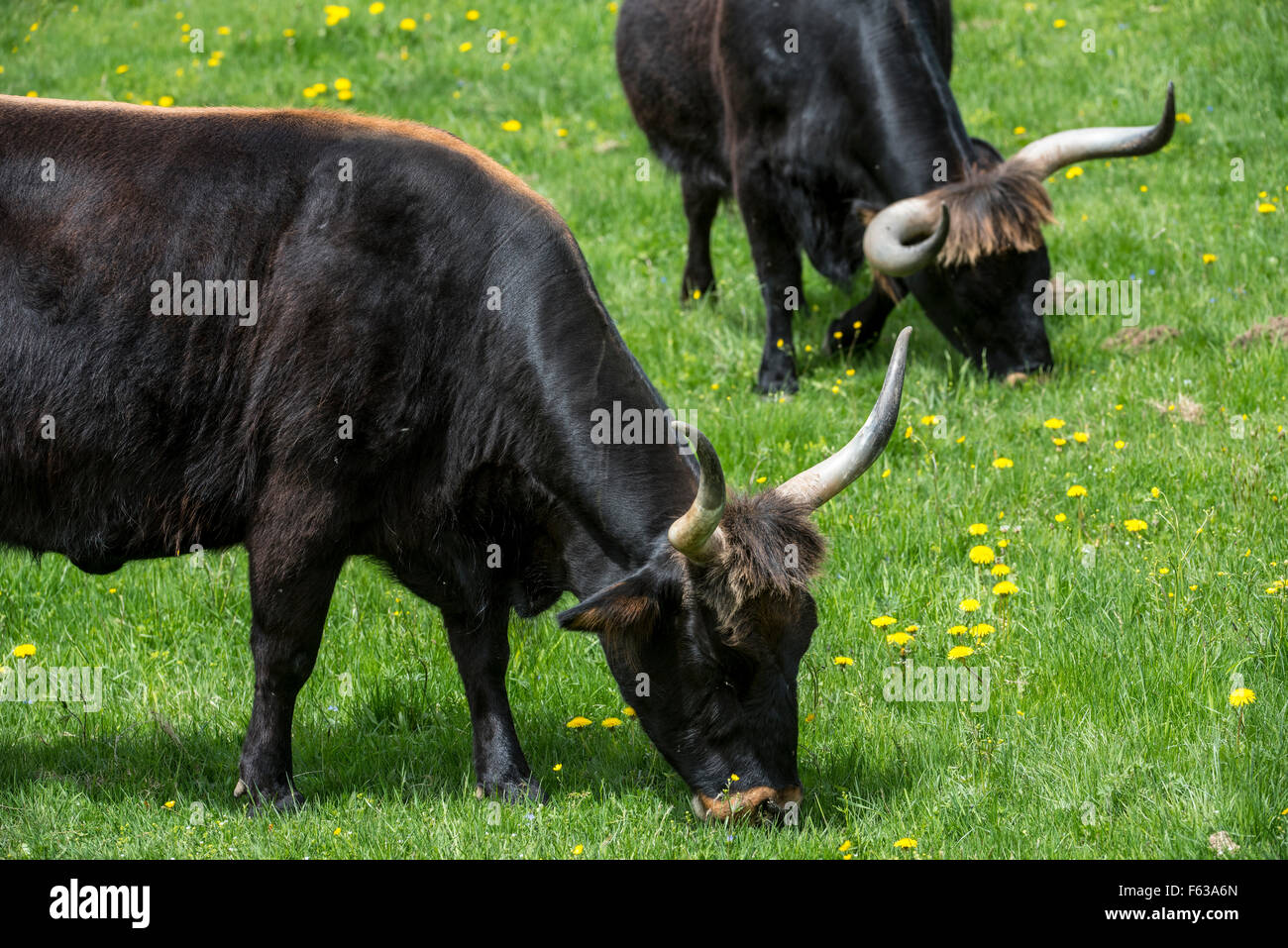 Heck cattle (Bos domesticus) grazing in meadow. Attempt to breed back the extinct prehistoric aurochs (Bos primigenius) Stock Photo