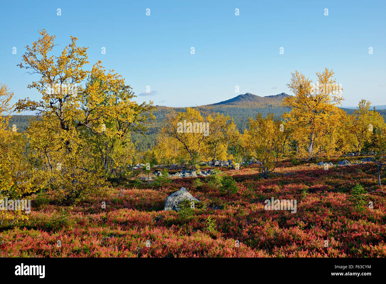 Autumn colors in early September. Korvatunturi fell on the border of Finland and Russia. Lapland, Finland. Stock Photo