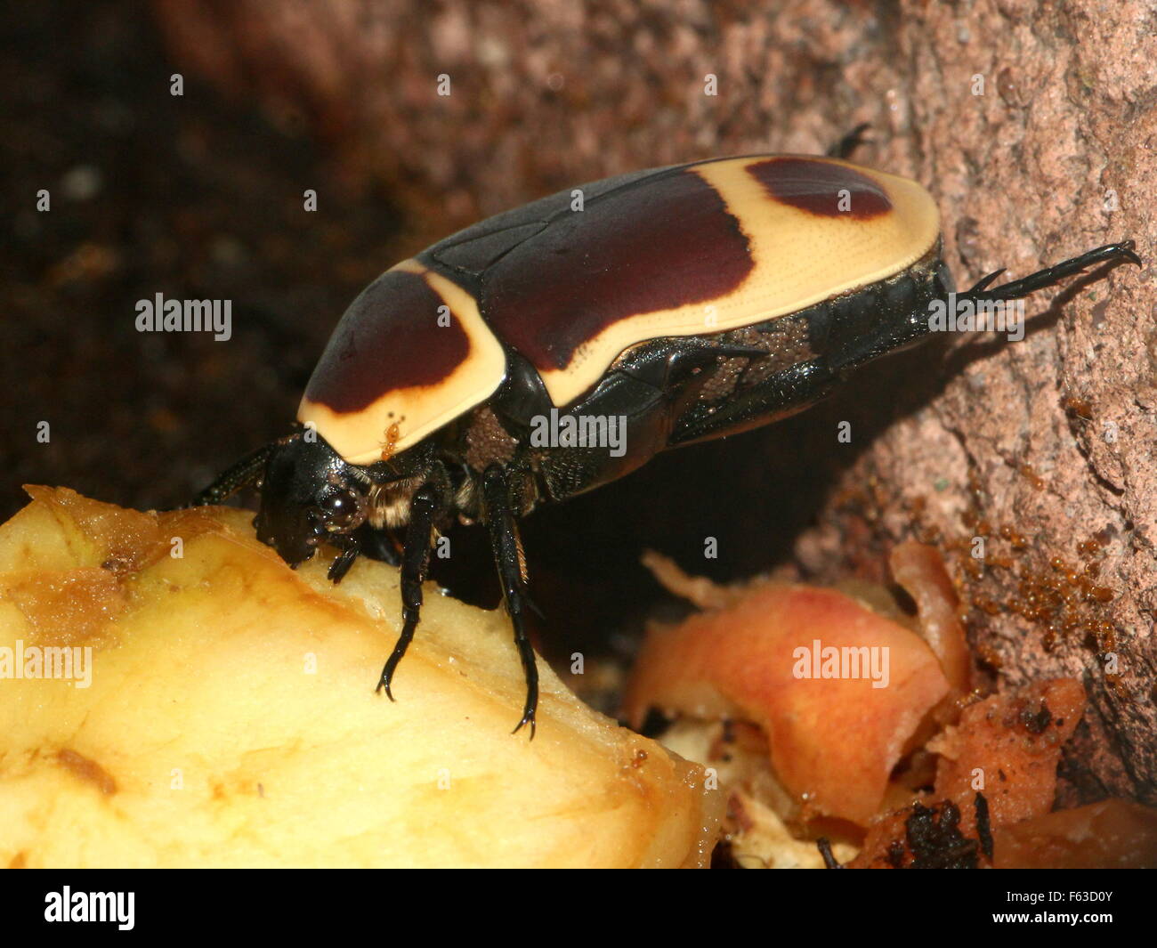 Closeup of a Central African Sun Beetle ( Pachnoda marginata) feeding ...