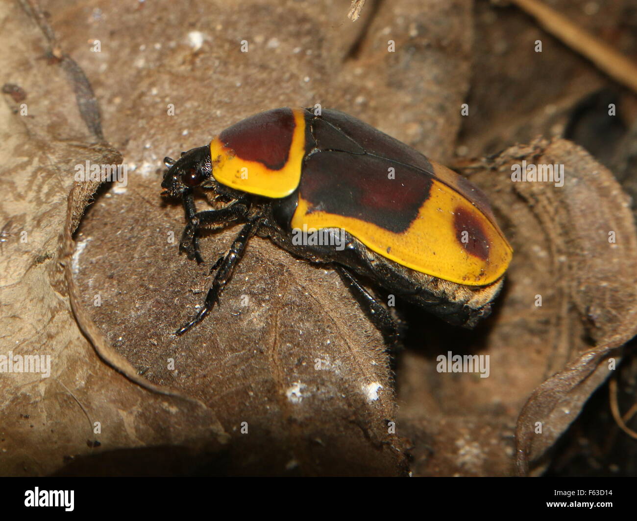 Congo chafer beetle hi-res stock photography and images - Alamy