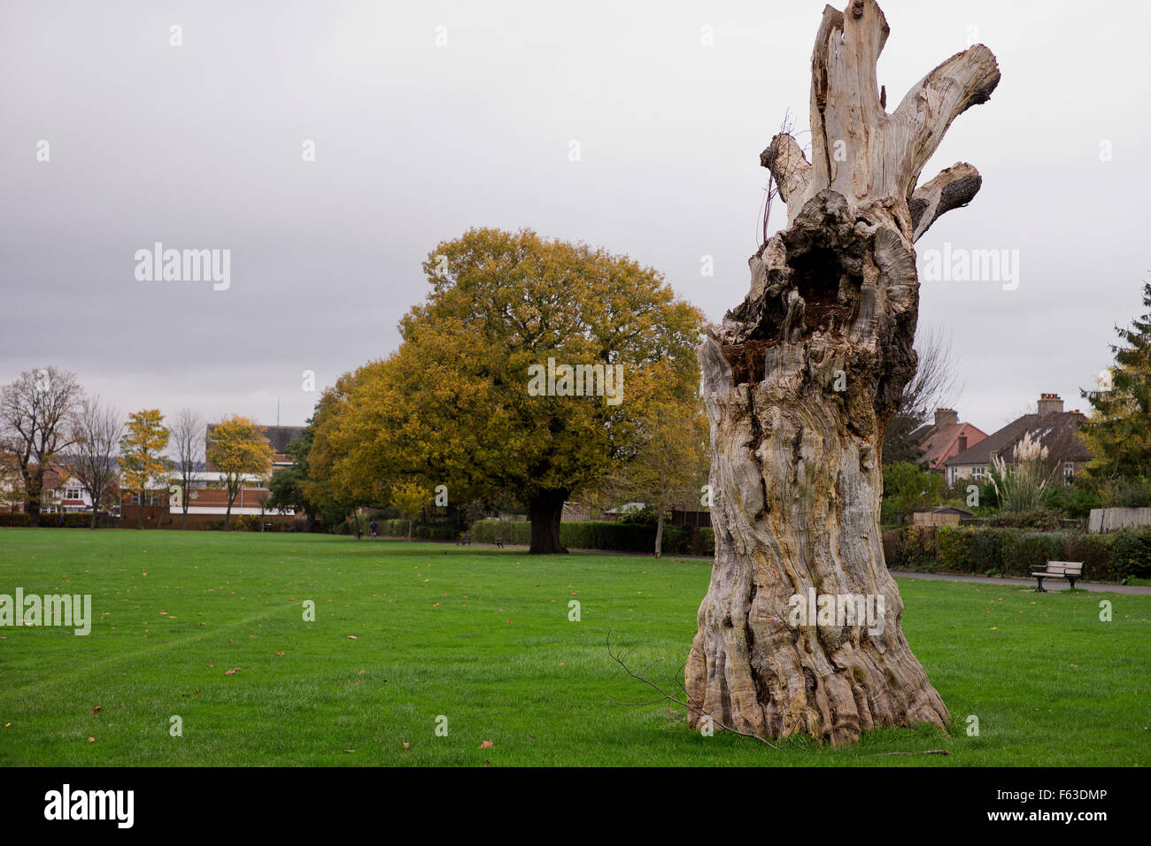 Dead Oak tree in Autumn in Croydon Surrey UK Stock Photo Alamy