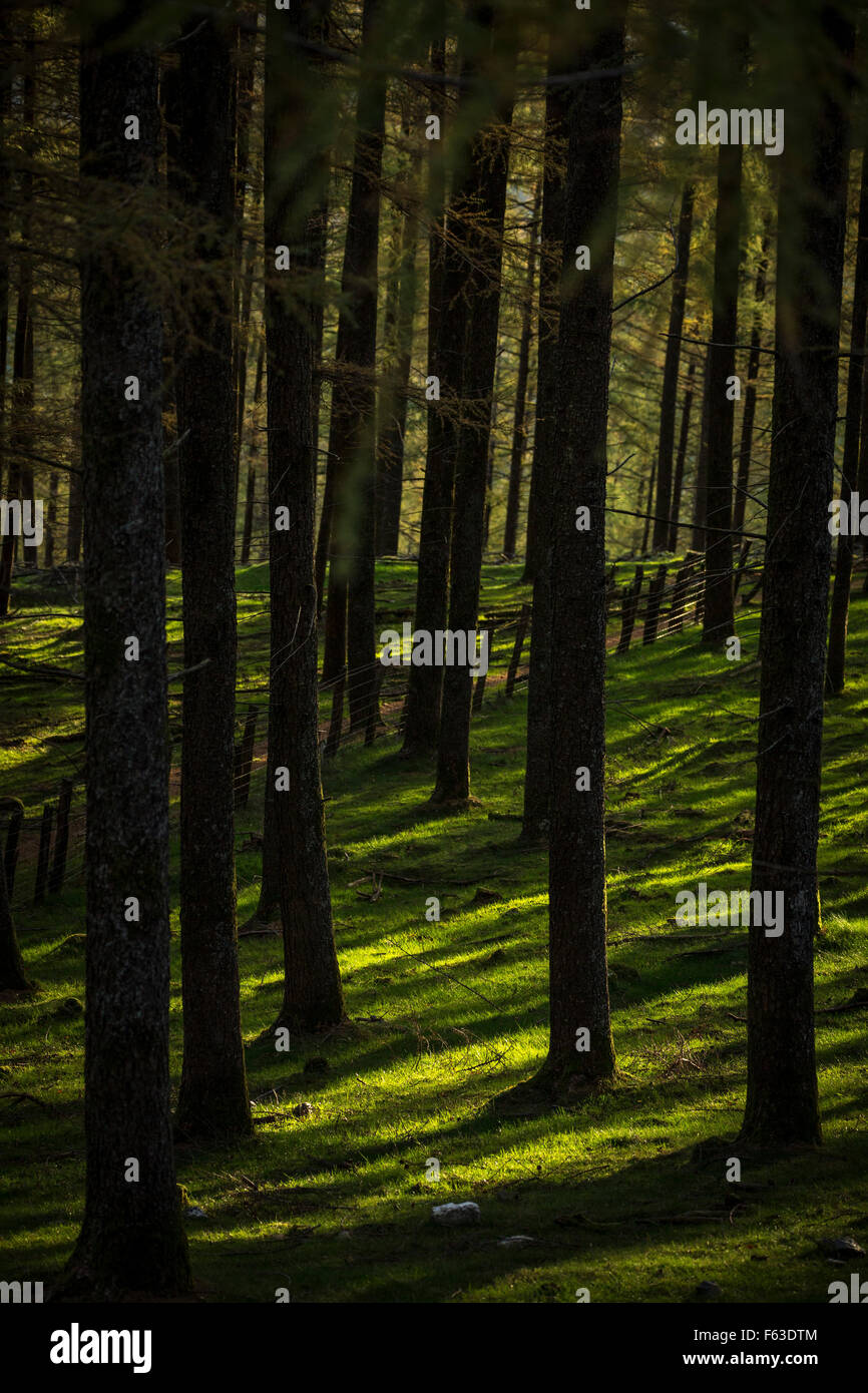 The natural undergrowth of a fir tree forest, in the Atlantic Pyrenees. Natural grass pitch. Stock Photo