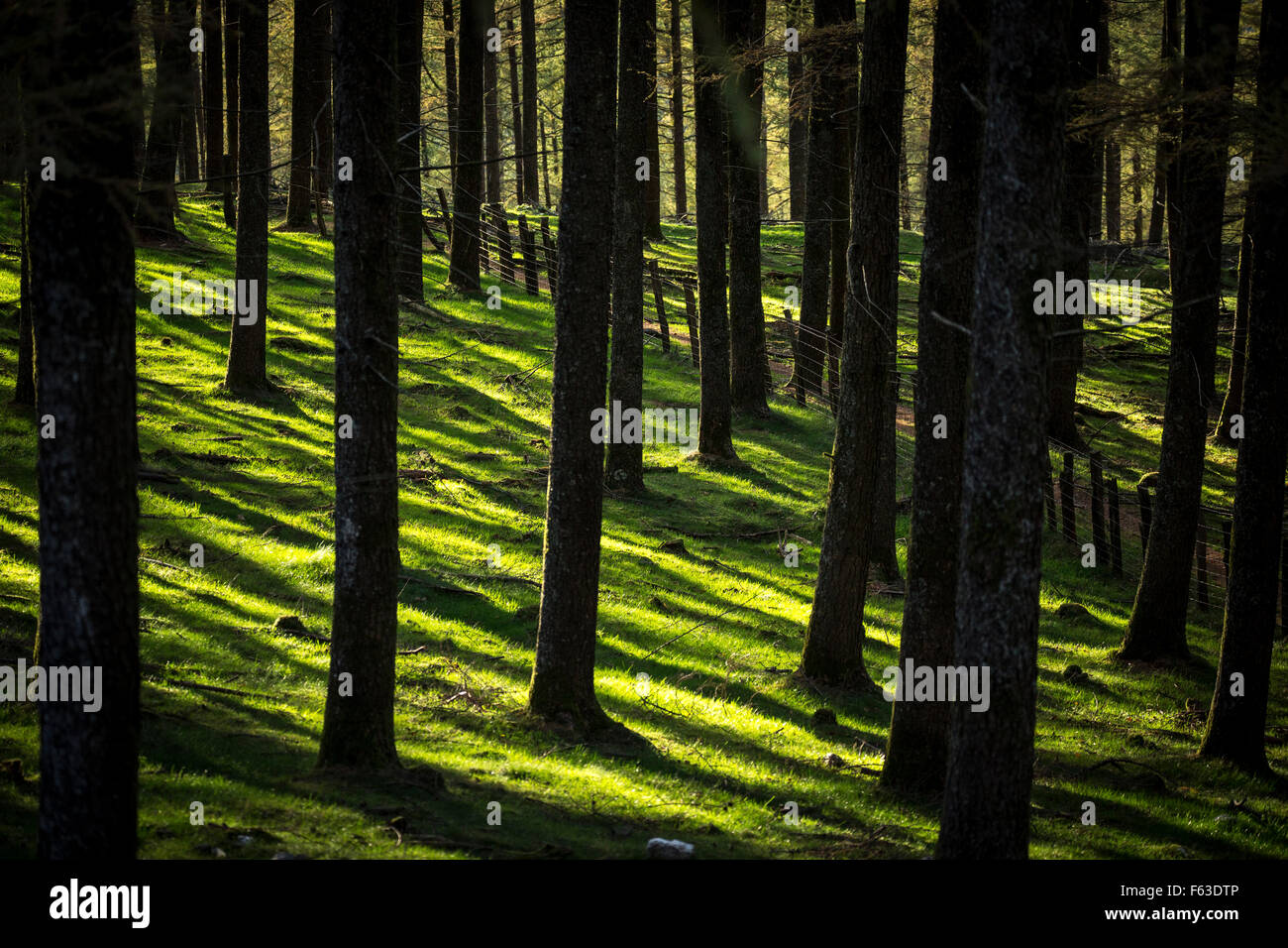 The natural undergrowth of a fir tree forest, in the Atlantic Pyrenees. Natural grass pitch. Stock Photo