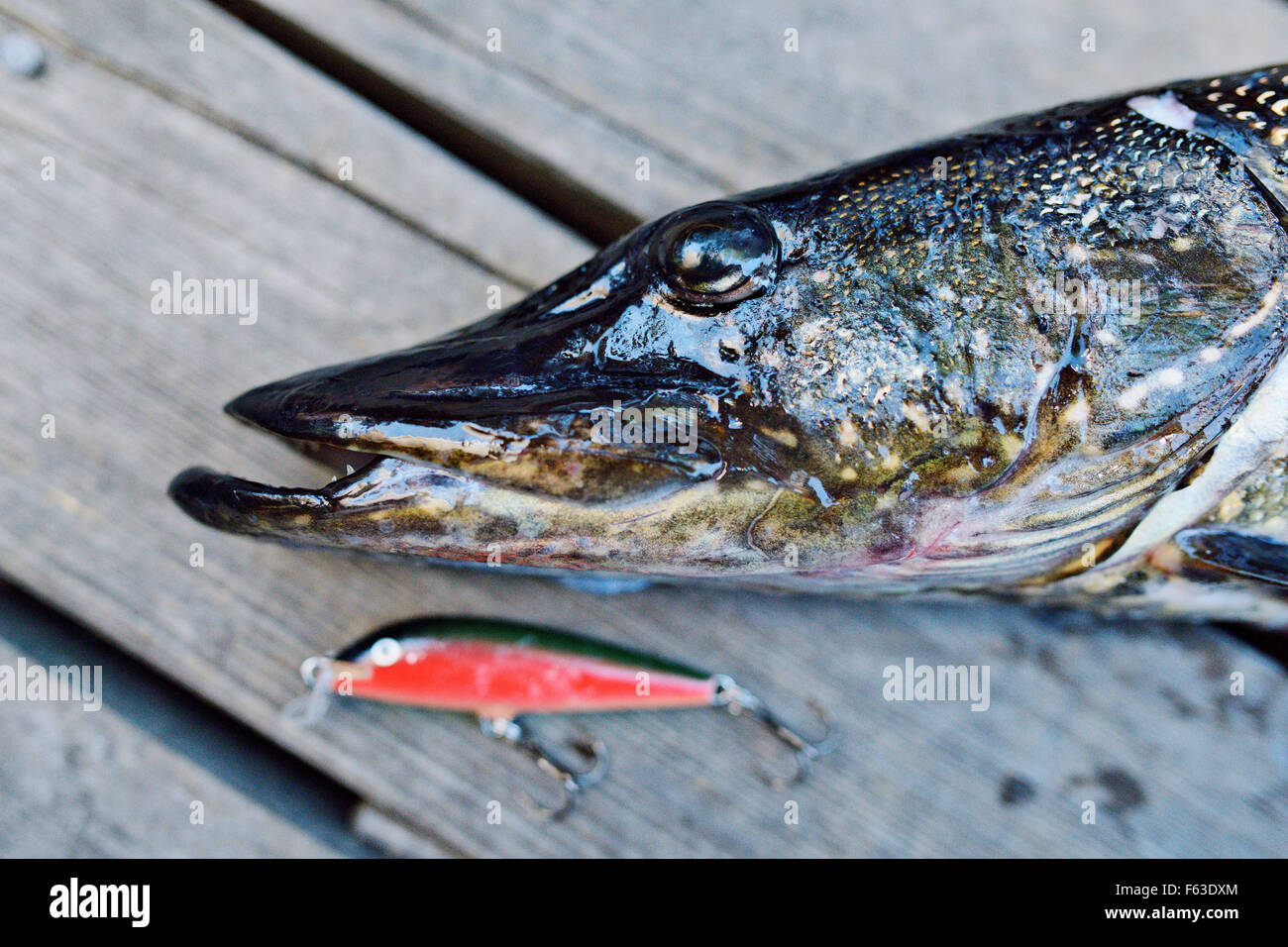 Northern pike is a common catch in Finland. Lentua lake, Kuhmo, Finland. Stock Photo
