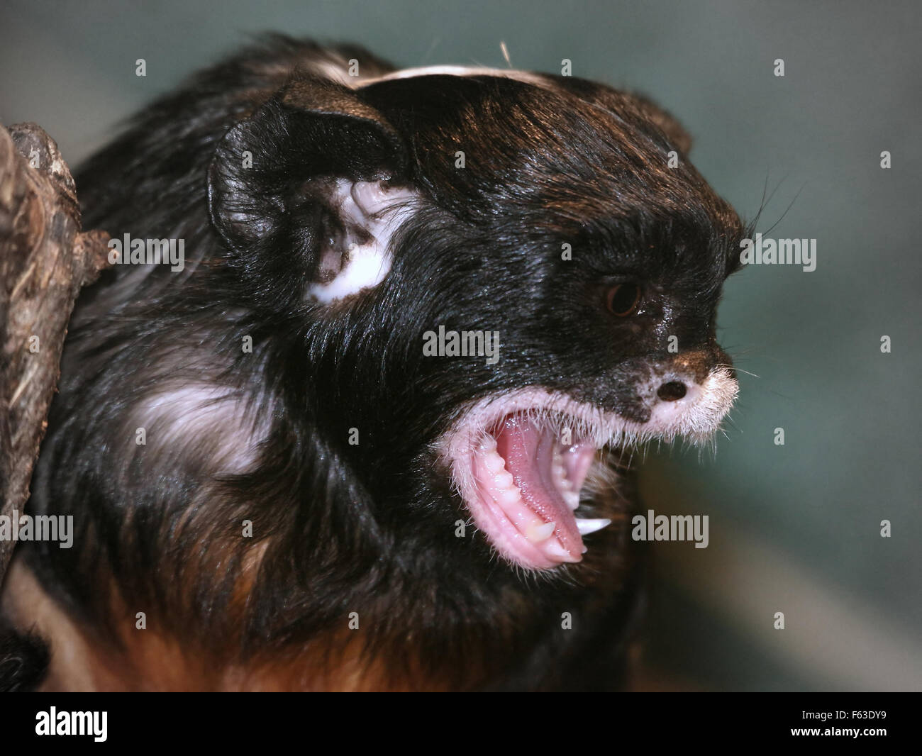 Close-up of a snarling South American White lipped tamarin, a.k.a. Red-bellied tamarin (Saguinus labiatus) Stock Photo