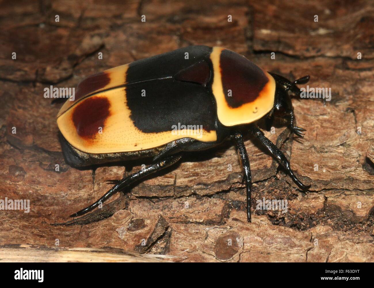 Closeup of a Central African Sun Beetle ( Pachnoda marginata Stock ...