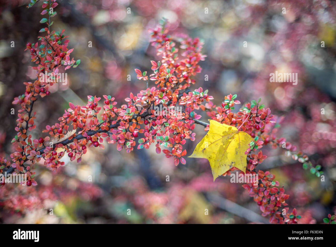 Yellow maple leaf on the cotoneaster branch full of red berriees Stock Photo