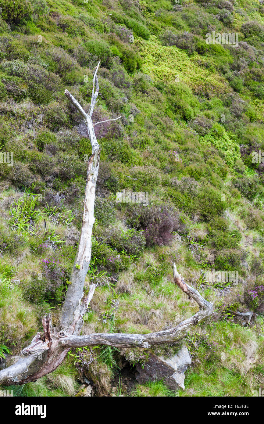 A dead tree on a hillside Crowden Clough, Derbyshire, England, UK Stock Photo