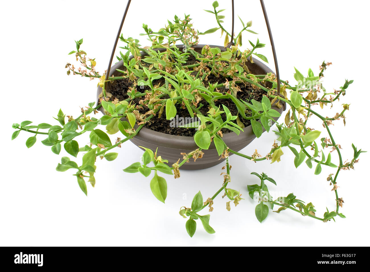 Green plant in hanging pot isolated on white Stock Photo