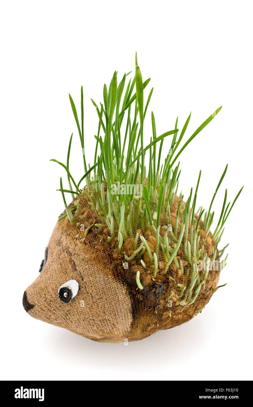 Hedgehog with germinating wheat grass instead of the spines on white Stock Photo