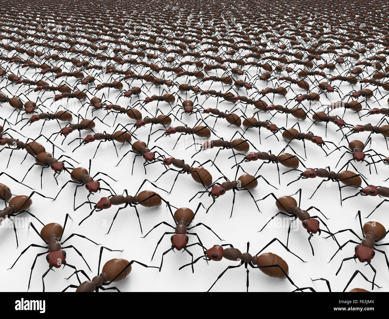 black ants isolated on a white background Stock Photo - Alamy