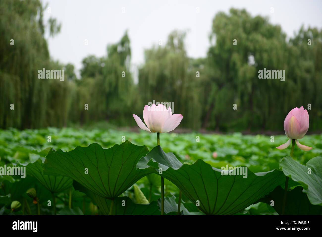 Pink lotus flower blooming in pond Beijing China Stock Photo