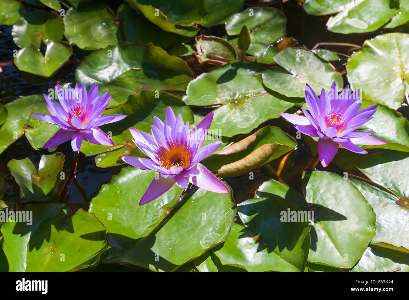 Water Lilies, Purple Lilies Water Lilies, Green, Western Australia